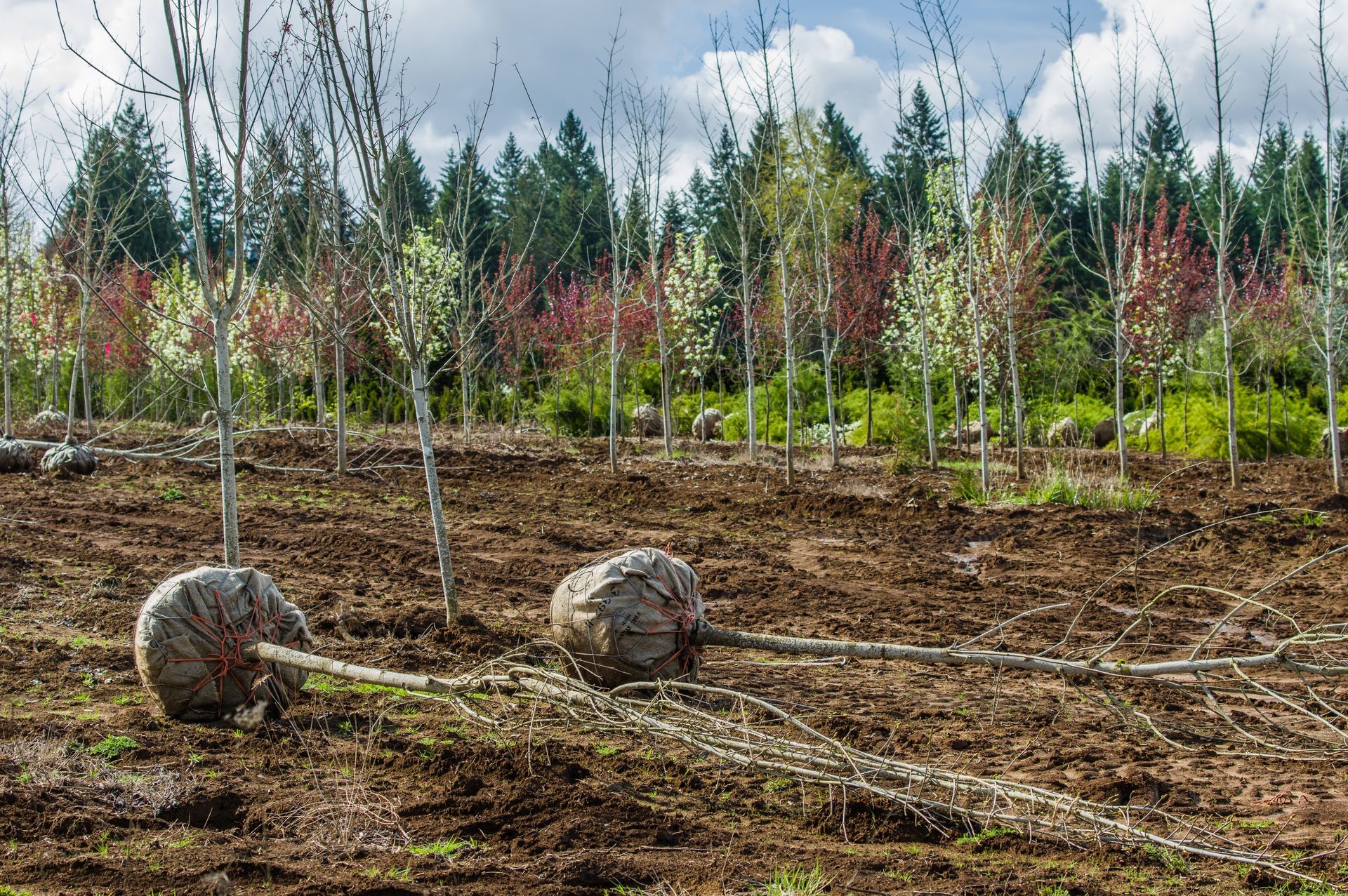 Landscape trees dug at balled up at a nursery